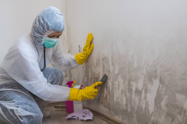 Best Best Mold Removal Companies  in Rangely, CO