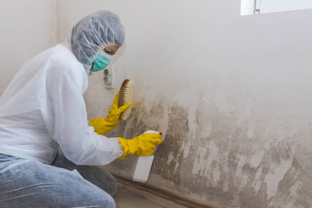 Best Black Mold Removal  in Rangely, CO