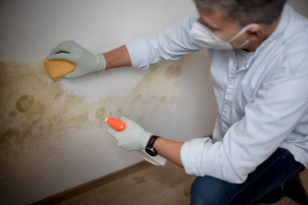 Best Fast Mold Removal  in Rangely, CO