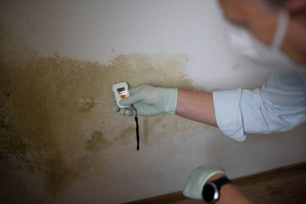 Best Home Mold Removal  in Rangely, CO