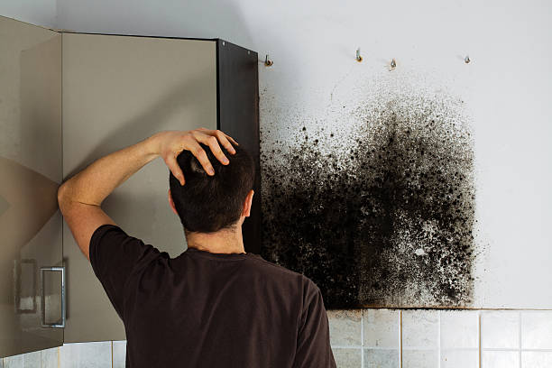 Office Mold Removal Services in Rangely, CO