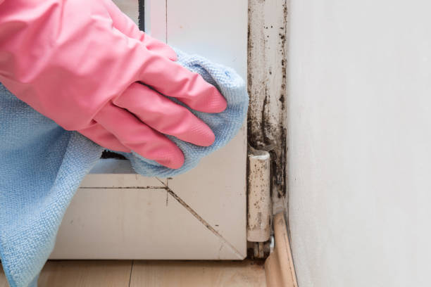 Best Attic Mold Removal  in Rangely, CO